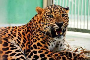 India lost 93 leopards to poaching in eight months