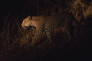 Leopard spotted near MIDC in Andheri East; rescue operation begins