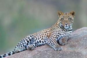 Leopard mauls seven-year-old girl to death in Gujarat 
