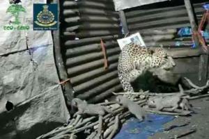 Leopardess gives birth to 4 cubs in Nashik, video melts hearts online