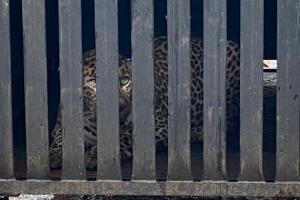 Mumbai: Leopard spotted near MIDC in Andheri East caught, taken to SGNP