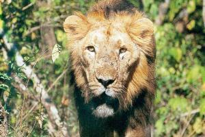 Narendra Modi: Will soon launch project to conserve Asiatic Lions