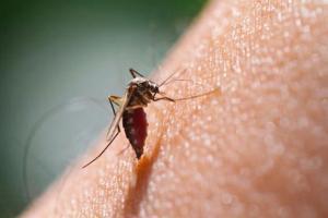 Los Angeles County reports 1st West Nile virus death in 2020