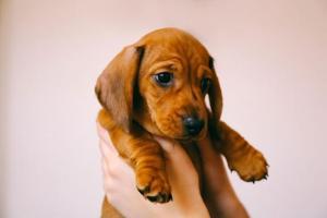 FIR filed against woman for stomping pup in moving car