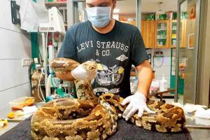 11-foot Indian python, battling for life rescued from Aarey colony