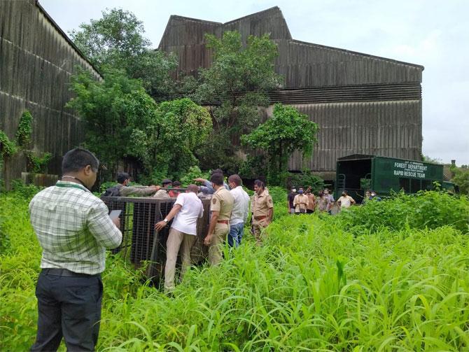 On Sunday the forest department has installed trap cages in the non-functional factory in MIDC where the leopard is believed to have gone.
