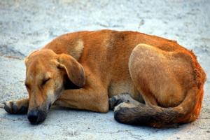 This International Dog Day make your locality animal friendly