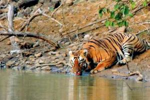 No neutering tigers in Chandrapur: State Board for Wildlife