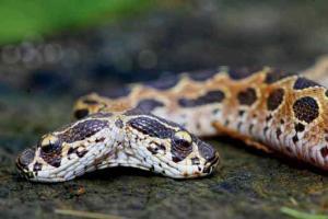 Two-headed Russell's Viper rescued from Kalyan