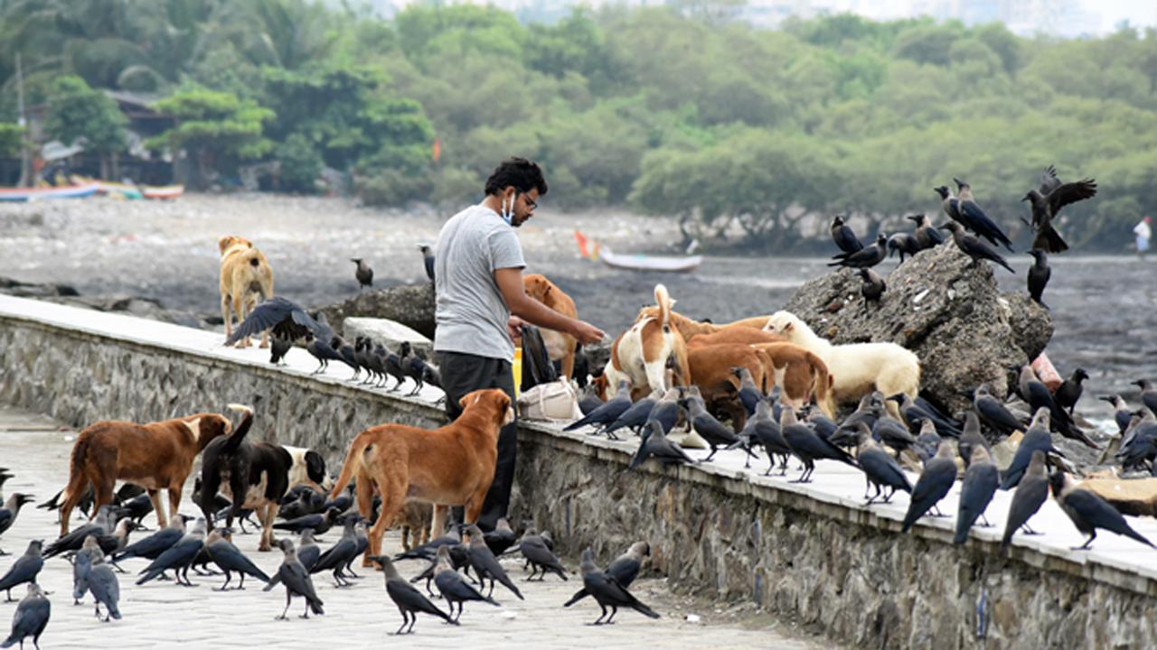 A man feeds stray dogs and crows on Carter Road promenade in Bandra.
Photo: Sameer Markande