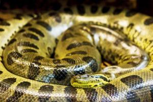 Mumbai: After penguins, Byculla zoo to get anacondas