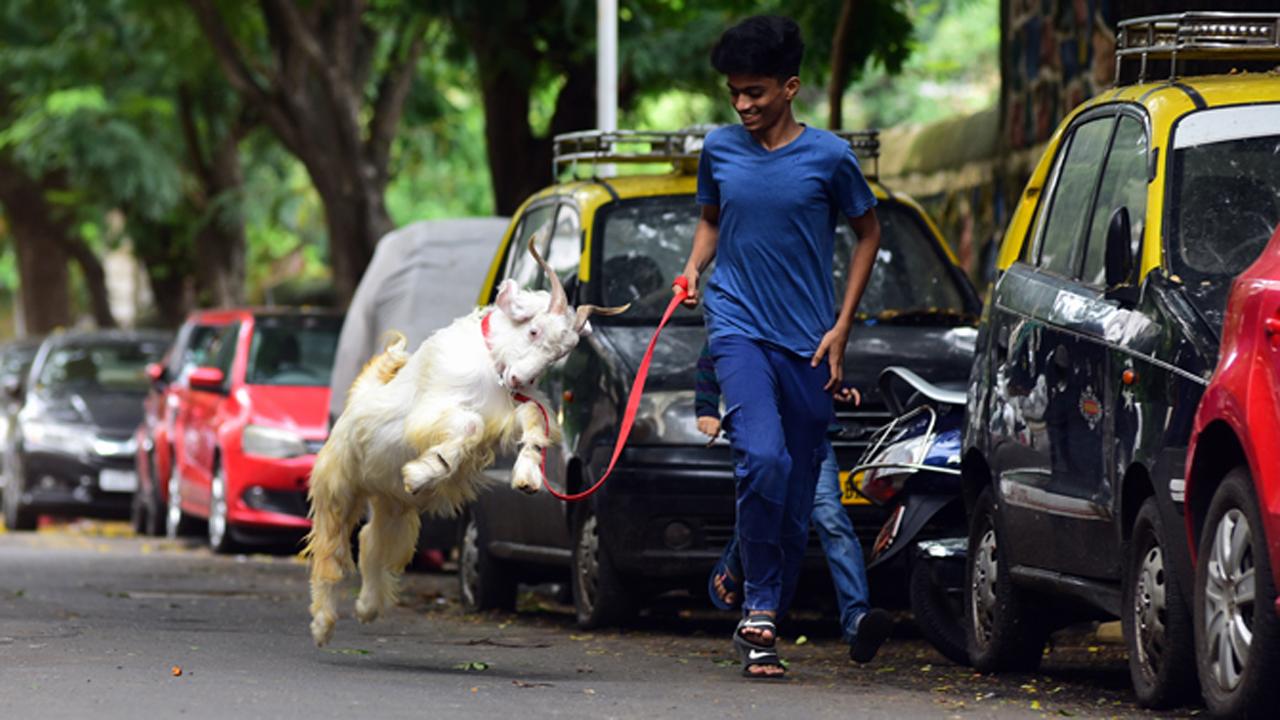 A boy plays with a sacrificial goat ahead of Bakr Eid, at Madanpura in South Mumbai.
Photo: Shadab Khan