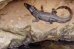 Mumbai: Three-foot-long baby crocodile found in Marol well