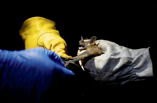 Researchers shine a light on a captured bat in Brazil. Pic/AP