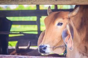 Couple adopts calf as son, holds 'mundan' ceremony