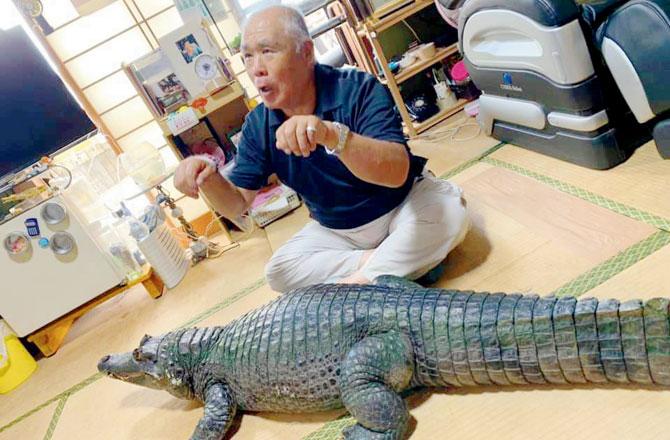 Crocodile