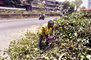 Mumbai: 199 trees to be removed for bridges at Mahalaxmi station