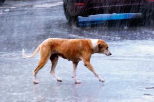 Mumbai: BMC to pay Rs 2.37 crore to catch 34,000 stray dogs