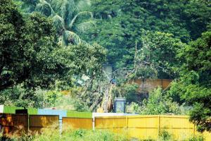 MMRDA gets nod to remove 1,000 trees for trans-harbour link road
