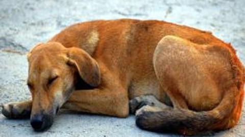 Thane: 32-year-old man arrested for torturing stray dog in Dombivli