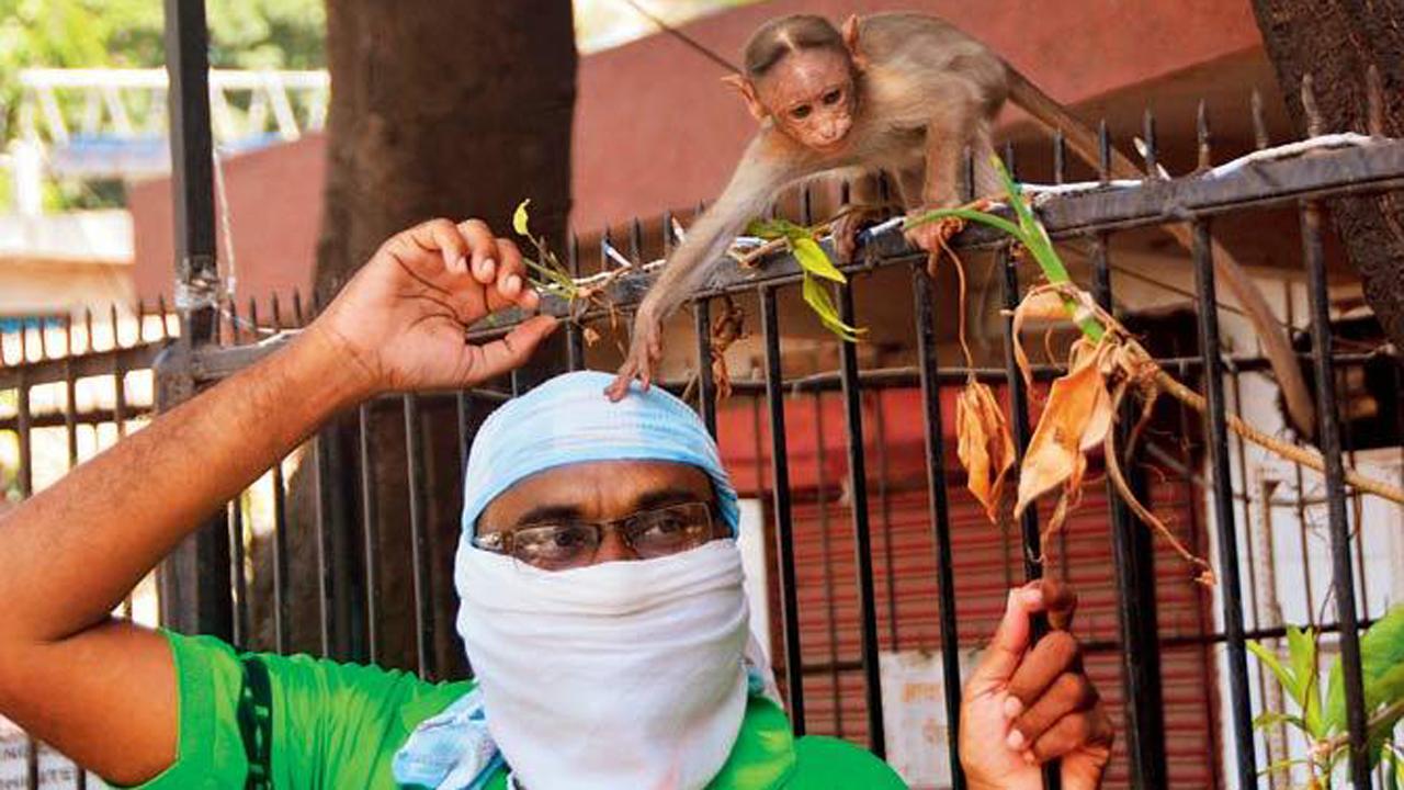 A monkey showers love on a man who feeds him every day at Chunabhatti.
Photo: Sayyed Sameer Abedi