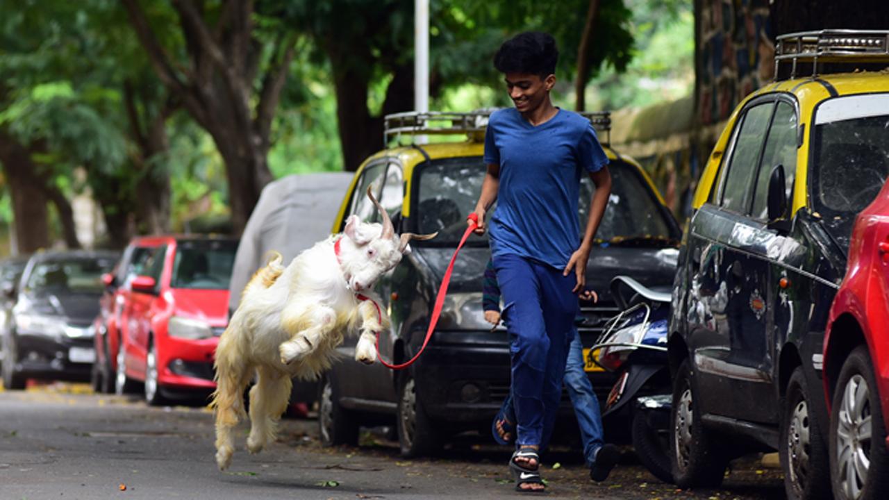 The COVID-19 pandemic failed to deter revellers from celebrating the festival with fervour. As seen here, a boy plays with a goat ahead of Bakr Eid, at Madanpura in South Mumbai.
Photo: Shadab Khan