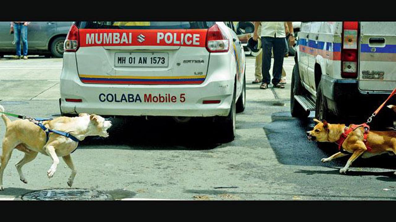 Two canines snarl at each other at Colaba in South Mumbai.
Photo: Atul Kamble