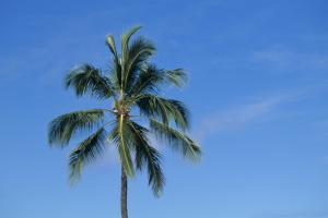 Man sits atop coconut tree for 8 hrs, demands to be reunited with wife