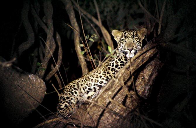 Over 100 men from the forest department are involved in the operation to catch the leopard. File pic for representation