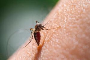 New genus of malaria 'plasmodium oval' detected in Kerala