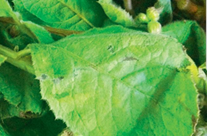 Kalar leaves add flavour to umbariyu
