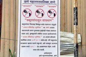 Mumbai: Thane civic body bans pigeon feeding over health fears