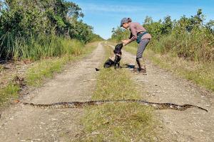 Meet Florida's python-sniffing dog