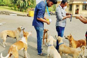 NGO gives strays in Navi Mumbai a new band of life