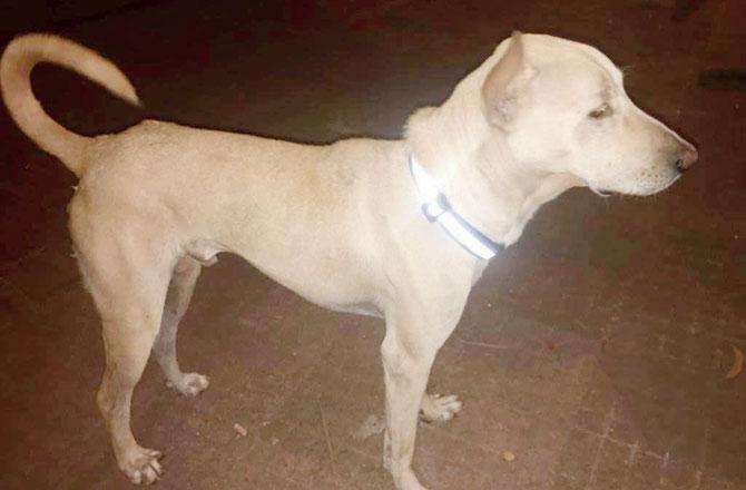A dog with a reflective band in Belapur