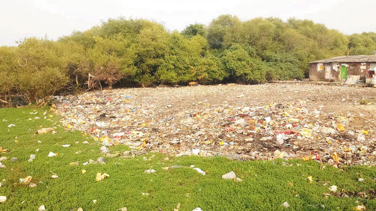 NGOs urge CM Uddhav Thackeray to save mangroves in Mumbai region
