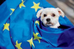 British pets travelling to EU will soon need new document