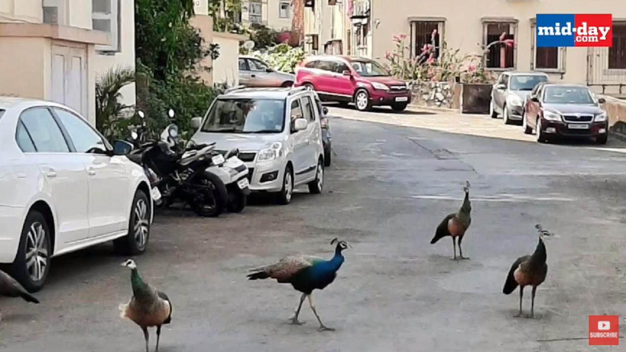 Rewind 2020: When Animals and birds reclaimed their space in Mumbai