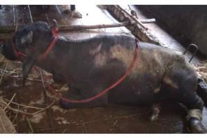 Thane: 2,000 kg of buffalo meat seized from slaughterhouse