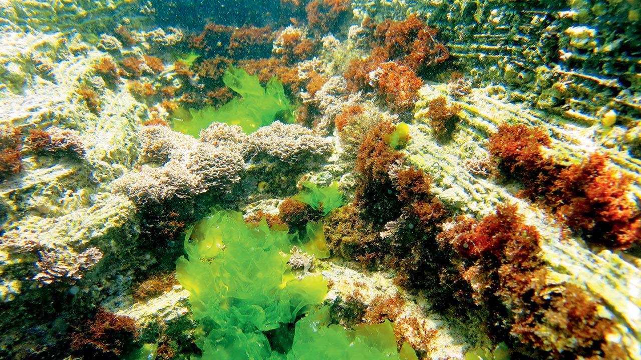 Lockdown and cost-cutting: Plan for underwater eco-friendly wall dropped