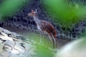 Canadian photographer shares photo of deer with arrow in head