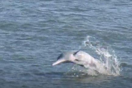 Experts speak about early dolphin sightings along Mumbai coast this yr