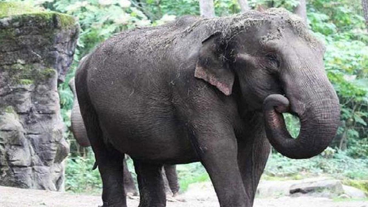 Elephant falls into village well in Jharkhand, rescued