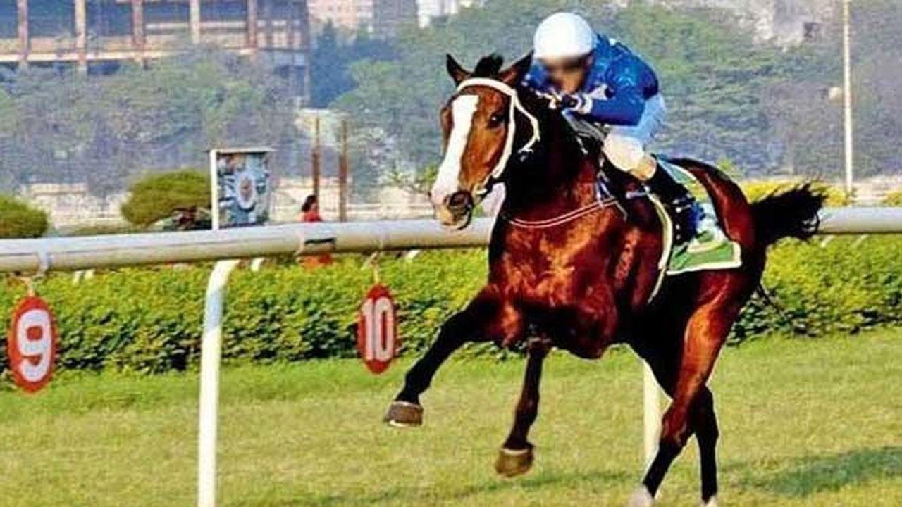 Horse racing: Market King for Bangalore Turf Club Trophy