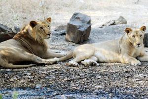 Boy among 2 arrested for chasing, scaring lions away in Gujarat's Gir