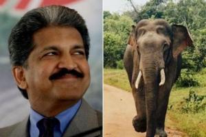 Watch! Anand Mahindra shares thrilling video; Twitter is digging it