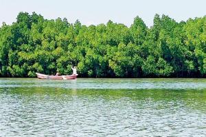 Watchdog must to stop Oshiwara mangrove burning
