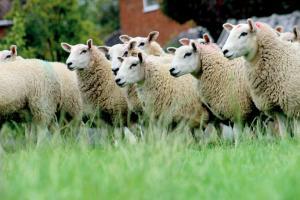 Maharashtra: Madgyal sheep gets offer of Rs 70 lakh