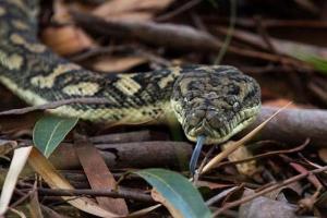 Thane shocker: 6-feet snake shot dead 'for fun' in Kalwa