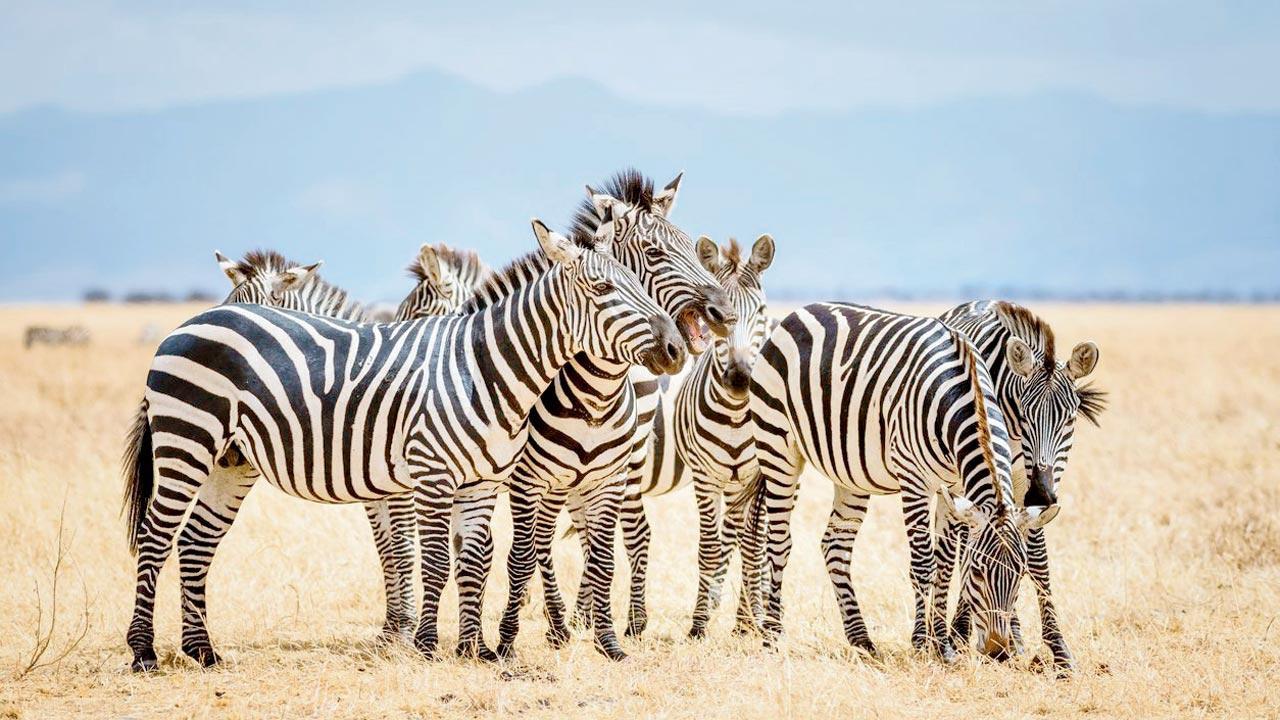 Mumbai: BMC readies Rs 82-lakh proposal to buy 4 zebras